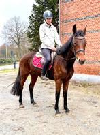 Lieve 5j merrie lagere prijs, Dieren en Toebehoren, Merrie