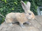 Jonge vlaamse reus, Dieren en Toebehoren, Konijnen