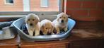Golden Retriever pups, Dieren en Toebehoren, Honden | Retrievers, Spaniëls en Waterhonden, Golden retriever, België, CDV (hondenziekte)