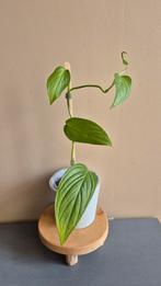 Monstera EC7, Ophalen of Verzenden