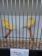 Kanaries, Dieren en Toebehoren