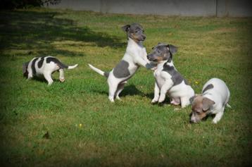 Jack Russell pups blauw beschikbaar voor biedingen
