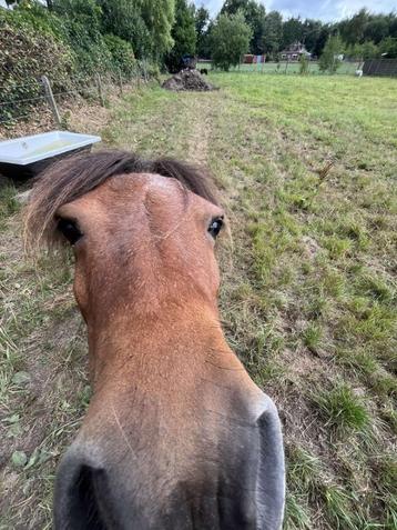 Shetlanders beschikbaar voor biedingen