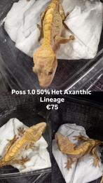 Poss 1.0 50% Het Axanthic wimpergekko man, Dieren en Toebehoren, Reptielen en Amfibieën, Hagedis, Tam, 0 tot 2 jaar