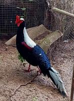 Swinhőe Pheasant mal, Ophalen of Verzenden, Hout, Volière