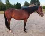 2 jarige merrie - Utamaro x Clinton x Cor De La Bryere, Dieren en Toebehoren, Paarden, Merrie, Onbeleerd, Springpaard, Gechipt