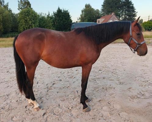 2 jarige merrie - Utamaro x Clinton x Cor De La Bryere, Dieren en Toebehoren, Paarden, Merrie, Onbeleerd, Springpaard, Met stamboom