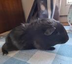 cavia's zeugjes, Vrouwelijk, Cavia