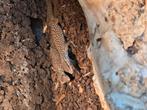 Nakweek Stekelstaartvaranen (Varanus Acanthurus) , Dieren en Toebehoren, Reptielen en Amfibieën, Amfibie