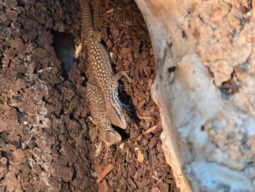Nakweek Stekelstaartvaranen (Varanus Acanthurus) 

 beschikbaar voor biedingen