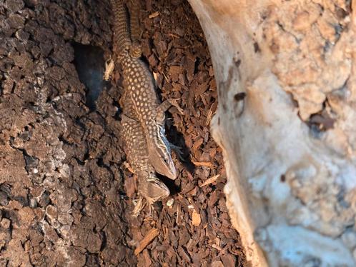 Nakweek Stekelstaartvaranen (Varanus Acanthurus) , Dieren en Toebehoren, Reptielen en Amfibieën, Amfibie