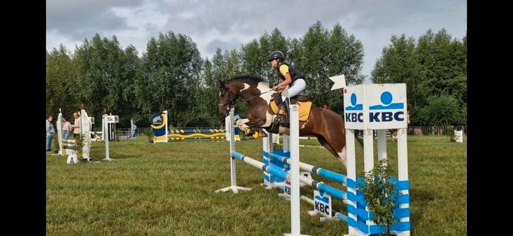 BRP D-pony brun - 2017, Animaux & Accessoires, Poneys, Hongre, M, Poney D (1.37 m à 1.48m), Poney de saut, 7 à 10 ans, Avec pedigree