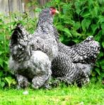 Œufs à incuber cocou de Brahma 4€ / oeuf, Verzenden, Nieuw