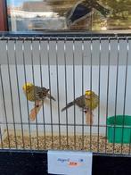 Kanaries, Dieren en Toebehoren, Vogels | Kanaries