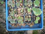 Planten en struiken van hobbykweek, Tuin en Terras, Planten | Struiken en Hagen, Ophalen, Overige soorten