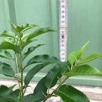 Portugese laurier 60-65cm, Jardin & Terrasse, Plantes | Arbustes & Haies, Moins de 100 cm, Laurier, Enlèvement, Haie