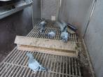 7 jongen eerste ronde met stamboom., Plusieurs animaux, Pigeon voyageur