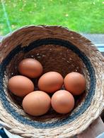 Verse eitjes te koop, Dieren en Toebehoren, Ophalen, Nieuw