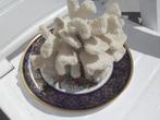 witte koraal, Verzamelen, Ophalen of Verzenden, Schelp(en)