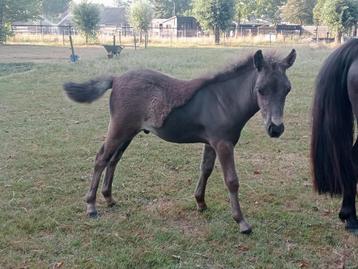 Shetland x Appaloosa hengst veulen 🩵 beschikbaar voor biedingen