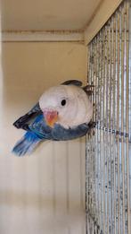Dwergpapegaai agapornis fischerie