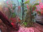 RED-FIRE Ancistrus LONGFIN koppel, Dieren en Toebehoren, Vis, Zoetwatervis