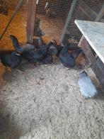 Araucanas en groenleggers, Dieren en Toebehoren, Pluimvee