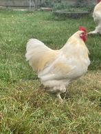 Haantje, Dieren en Toebehoren, Pluimvee, Mannelijk, Kip