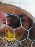 Brabants Hoen, Dieren en Toebehoren, Pluimvee