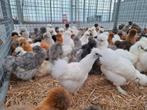 Zijdehoen kippen  , kipjes in vele verschillende kleuren, Meerdere dieren, Kip