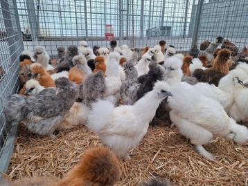 Zijdehoen kippen  , kipjes in vele verschillende kleuren, Plusieurs animaux, Poule ou poulet