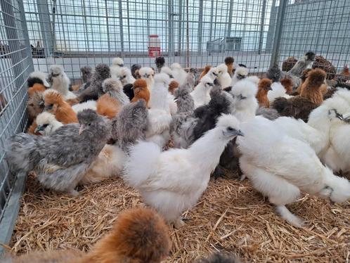 Zijdehoen kippen  , kipjes in vele verschillende kleuren, Dieren en Toebehoren, Pluimvee, Kip, Meerdere dieren