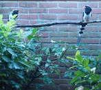 Roodsnavel kittas, Dieren en Toebehoren, Geringd