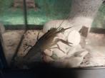 Drie stuks kreeften te koop met aquarium, Dieren en Toebehoren