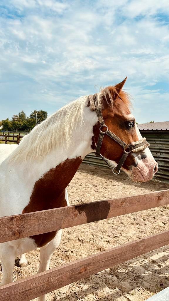 Halve stal gezocht, Dieren en Toebehoren, Paarden en Pony's | Verzorgingsproducten, Zo goed als nieuw, Ophalen