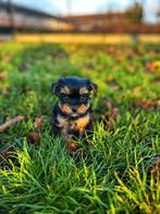 Chiots belges du York-shire de notre part, Yorkshire Terrier, Plusieurs, Parvovirose, Belgique