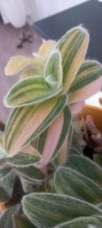Tradescantia silamontana variegata, Maison & Meubles, Plantes d'intérieur, Enlèvement