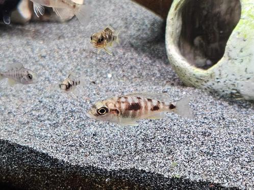 Otopharynx lithobathis black orange malawi hobbykweek, Dieren en Toebehoren, Vissen | Aquariumvissen, Zoetwatervis, Vis