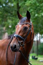 Ontzettend lieve, slimme en aanhankelijke ruin!, Dieren en Toebehoren, Paarden, Gechipt, Ruin, M, 170 tot 175 cm