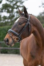 Betrouwbare 17 jarige ruin, Z, 11 ans ou plus, Hongre, 165 à 170 cm