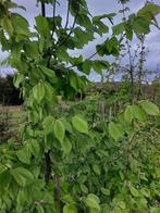 Grandes plantes de haie en hêtre, hêtre rouge et charme, Haie de hêtre, Enlèvement, 250 cm ou plus, Haie