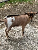 Jonge geitjes, Dieren en Toebehoren, Vrouwelijk, Geit, 0 tot 2 jaar
