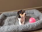 Jack Russell pupjes zoeken een warme thuis, CDV (hondenziekte), Meerdere, Teef, 8 tot 15 weken