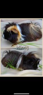 2 Peruvian zeugjes zoeken een thuis, Dieren en Toebehoren, Knaagdieren, Mei, Vrouwelijk, Cavia