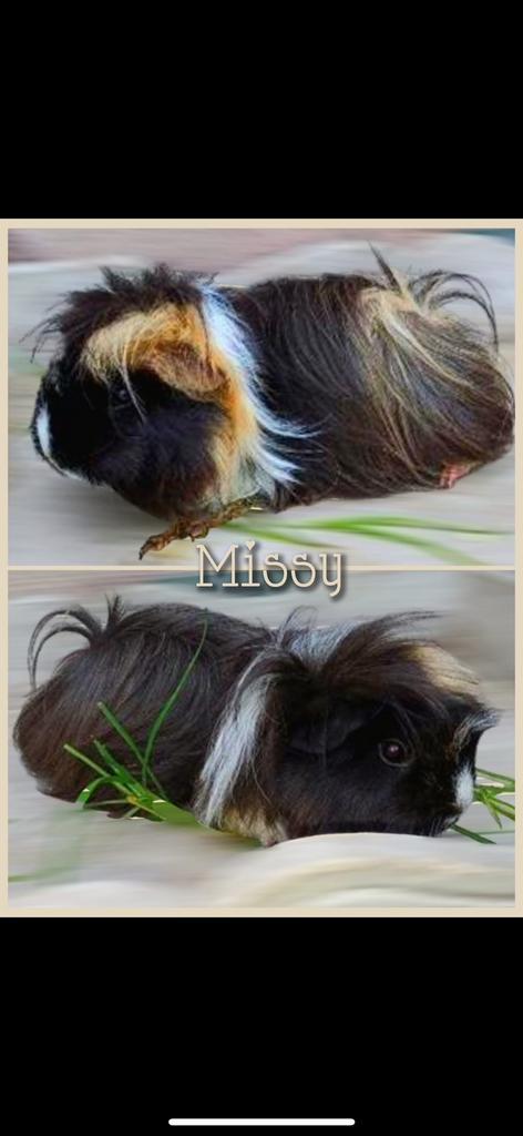 2 Peruvian zeugjes zoeken een thuis, Dieren en Toebehoren, Knaagdieren, Vrouwelijk, Cavia, Mei