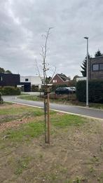 Zilverlinde, Tuin en Terras, Ophalen