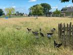 Brugse vechter, Dieren en Toebehoren, Pluimvee, Meerdere dieren, Kip