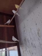 Kanaries te koop, Dieren en Toebehoren