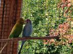 Grasparkieten, Dieren en Toebehoren, Vogels | Parkieten en Papegaaien