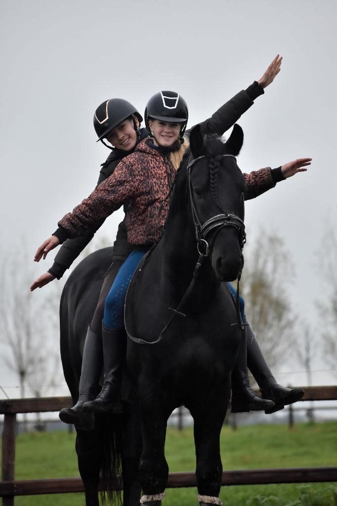 ## FANTASTISCH MOOIE, vriendelijke & MEGA BRAVE Fries ##, Dieren en Toebehoren, Pony's, Hengst, 3 tot 6 jaar, Met stamboom, Gechipt